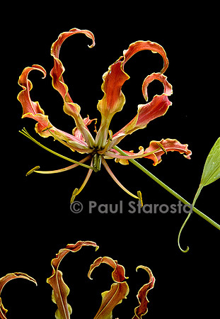 Gloriosa superba ‘Rothschildiana’
