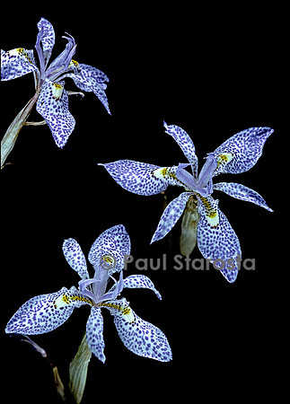 Moraea simulans