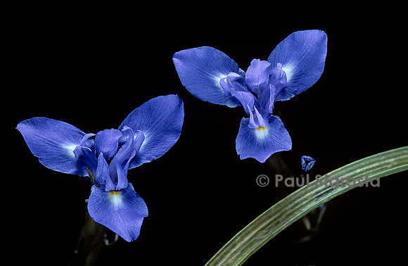 Moraea sisyrinchium