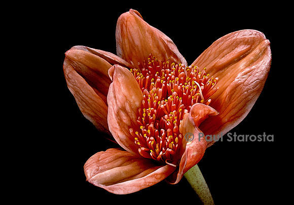 Haemanthus coccineus