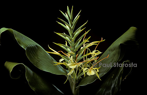 Hedychium gardnerianum