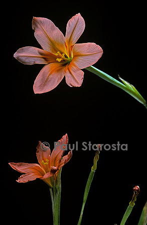 Moraea collina