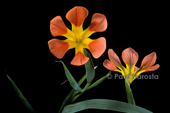 Moraea comptonii