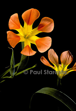 Moraea comptonii