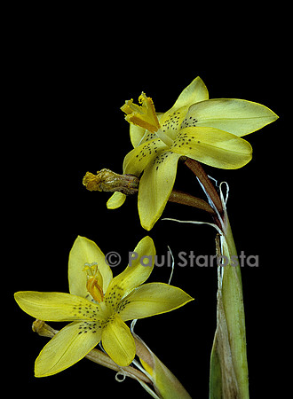 Moraea marlothii