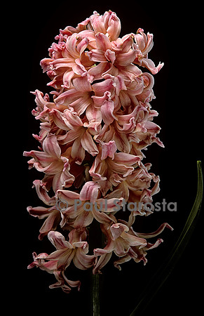 Hyacinthus orientalis ‘Gipsy Queen’