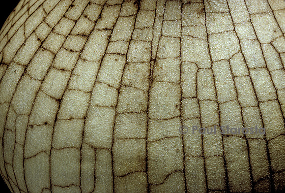 Amarcrinum howardii (bulbe)