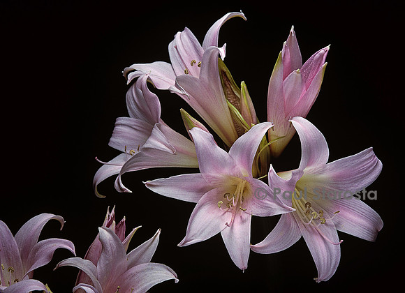 Amaryllis belladonna