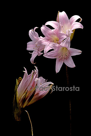 Amaryllis belladonna