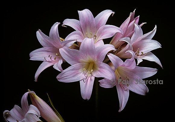 Amaryllis belladonna