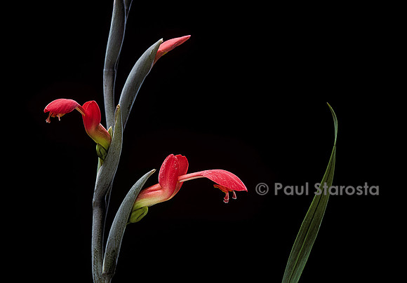 Gladiolus cunonius