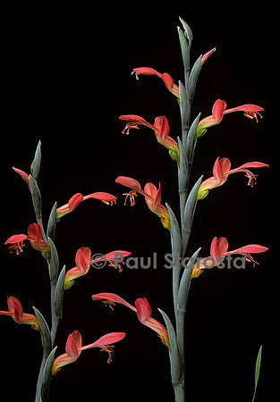Gladiolus cunonius