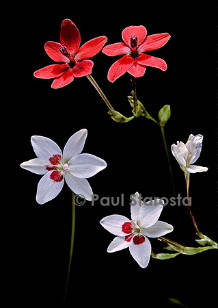 Anomatheca laxa + Anomatheca laxa  ‘Joan Evans’