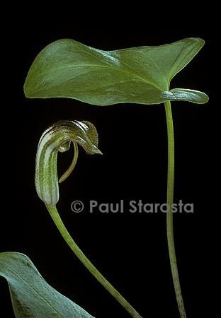 Arisarum vulgare