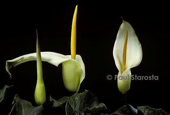 Arum creticum