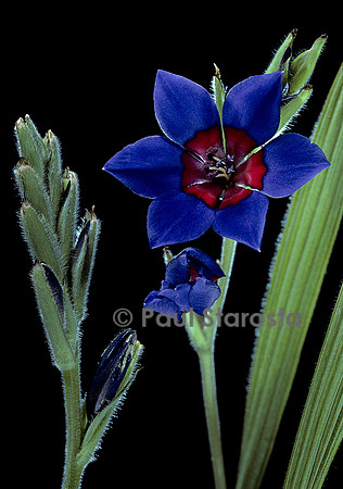 Babiana rubrocyanea