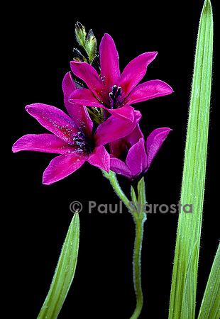 Babiana stricta ‘Purpule Star’