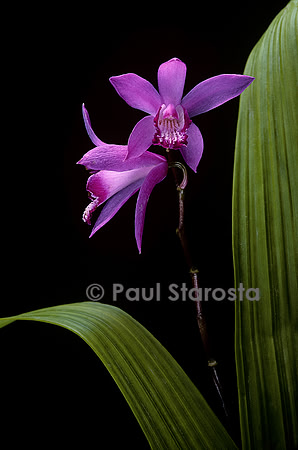 Bletilla striata