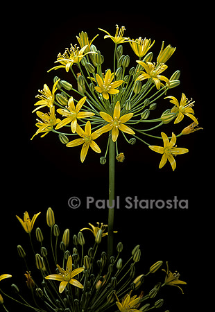 Bloomeria crocea var. aurea