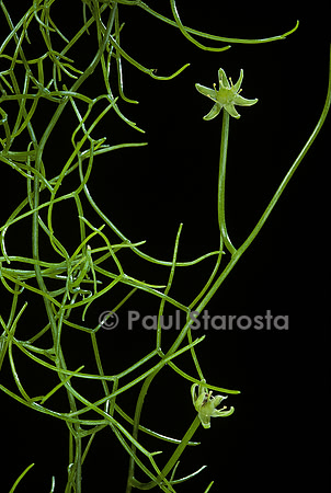 Bowiea volubilis
