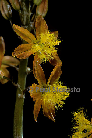 Bulbine bulbosa