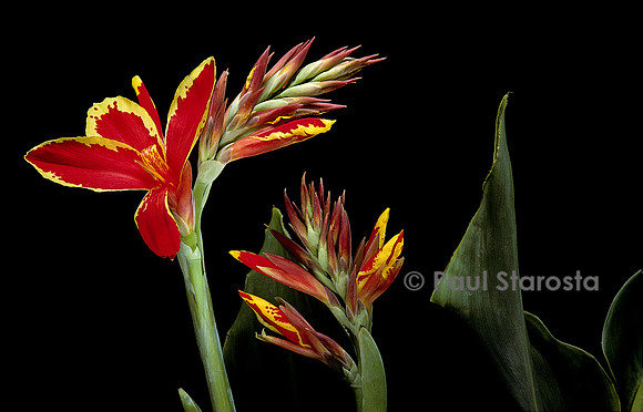 Canna ‘Lucifer’