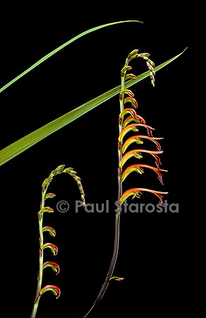 Chasmanthe bicolor