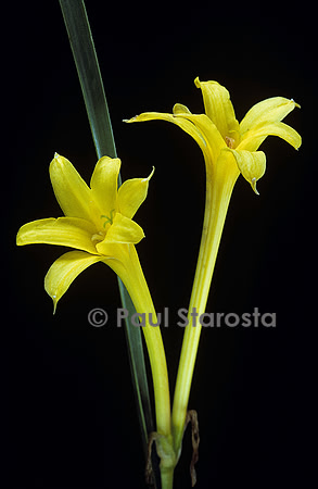 Chlidanthus fragrans