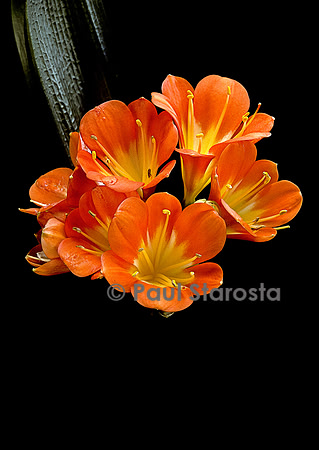 Clivia miniata