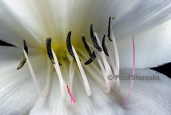 Crinum moorei - détail