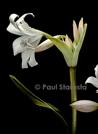 Crinum moorei