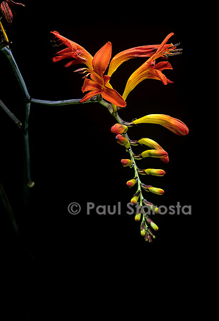 Crocosmia ‘Lucifer’