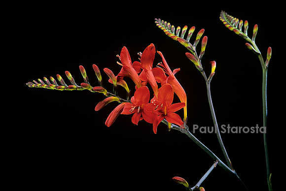 Crocosmia ‘Lucifer’