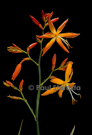 Crocosmia aurea
