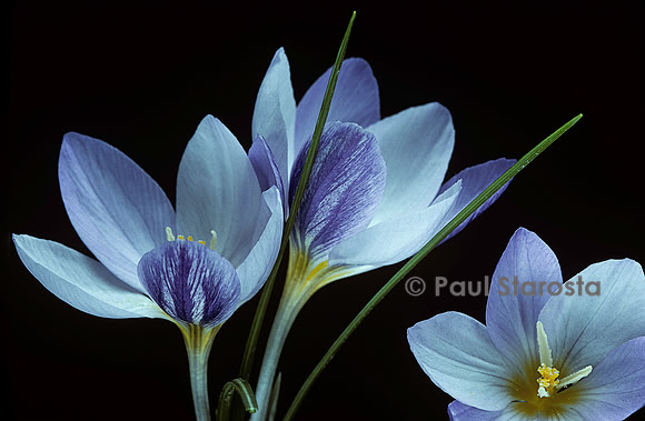 Crocus laevigatus ‘Fontenayi’