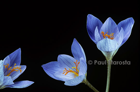 Crocus speciosus