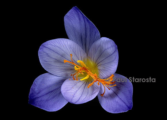 Crocus speciosus ‘Oxonian’