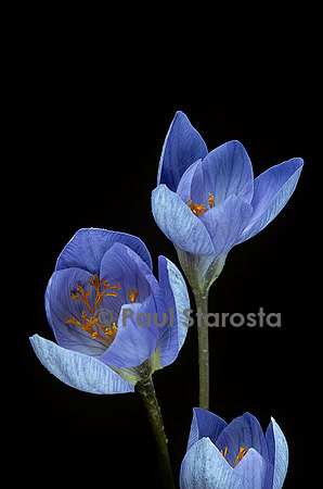 Crocus speciosus