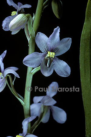 Cyanella orchidiformis