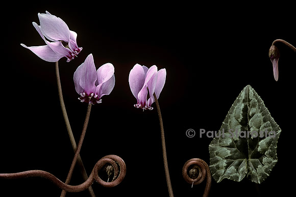 Cyclamen hederifolium