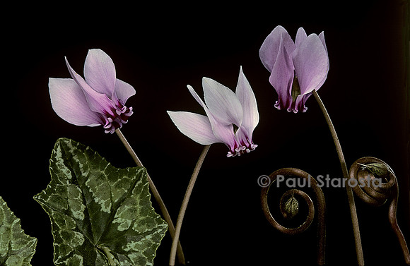 Cyclamen hederifolium