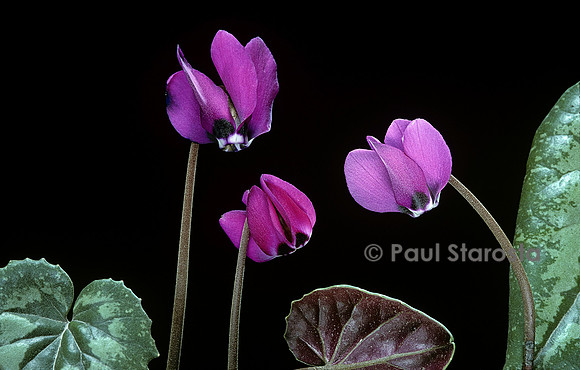 Cyclamen pseudibericum