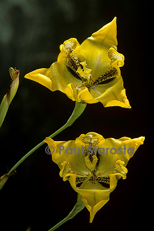 Cypella aquatilis