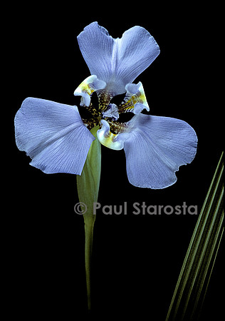 Cypella coelestis