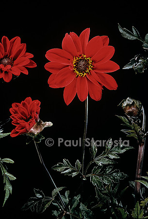 Dahlia ‘Bishop of Llandaff’