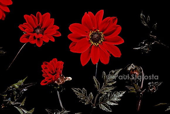 Dahlia ‘Bishop of Llandaff’