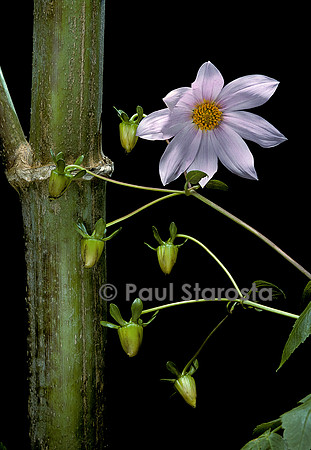 Dahlia arborea (dahlia bambou)