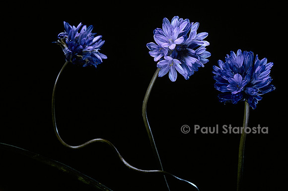 Dichelostemma congestum