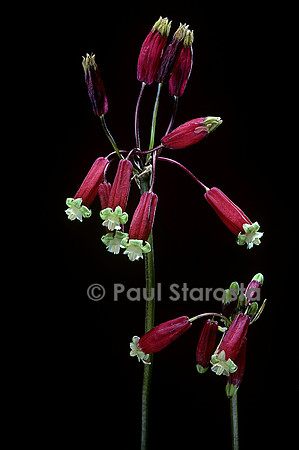 Dichelostemma ida-maia
