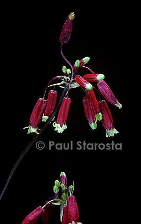 Dichelostemma ida-maia